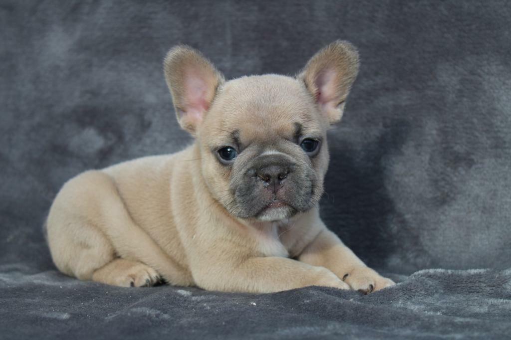 Cream colored fashion french bulldog puppies for