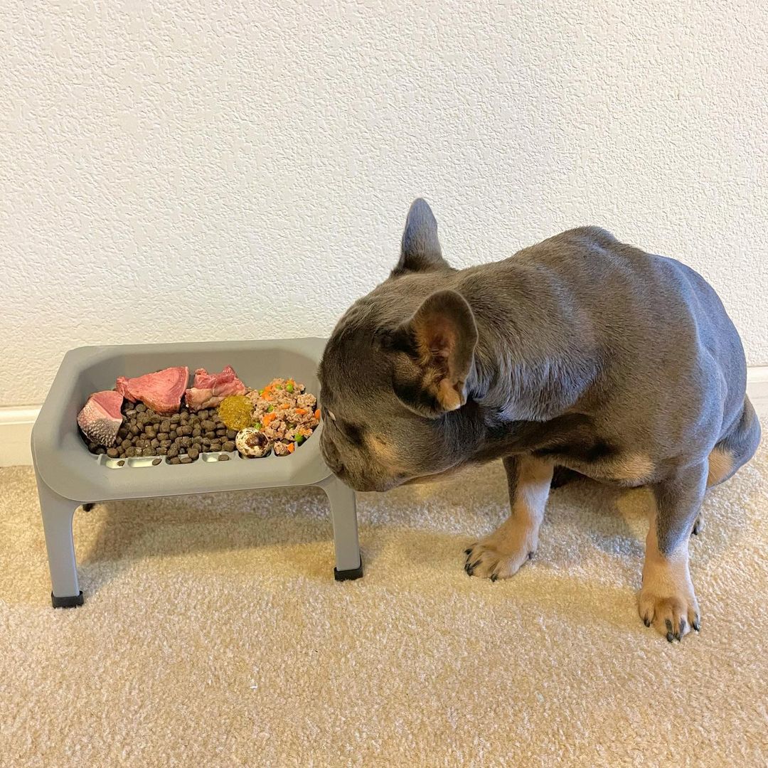 The Best Bowl for French Bulldogs