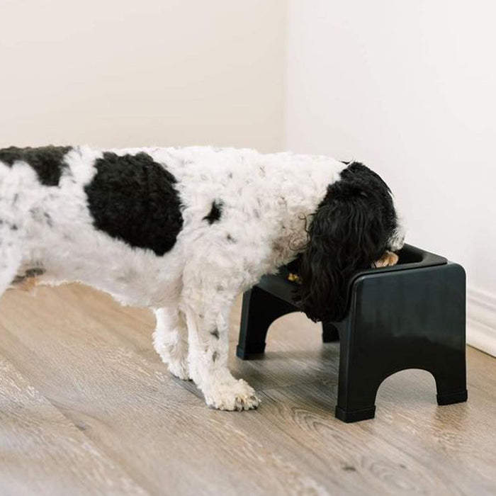 Do Dogs Need Elevated Bowls?
