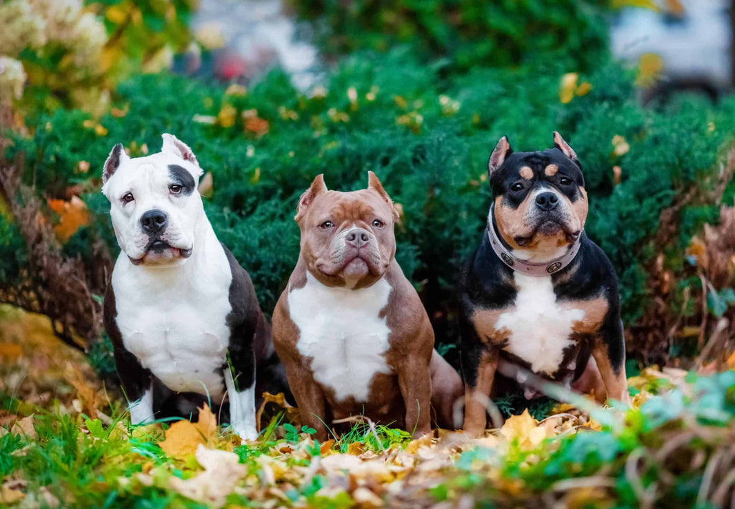 Banned Breed, XL Bully's