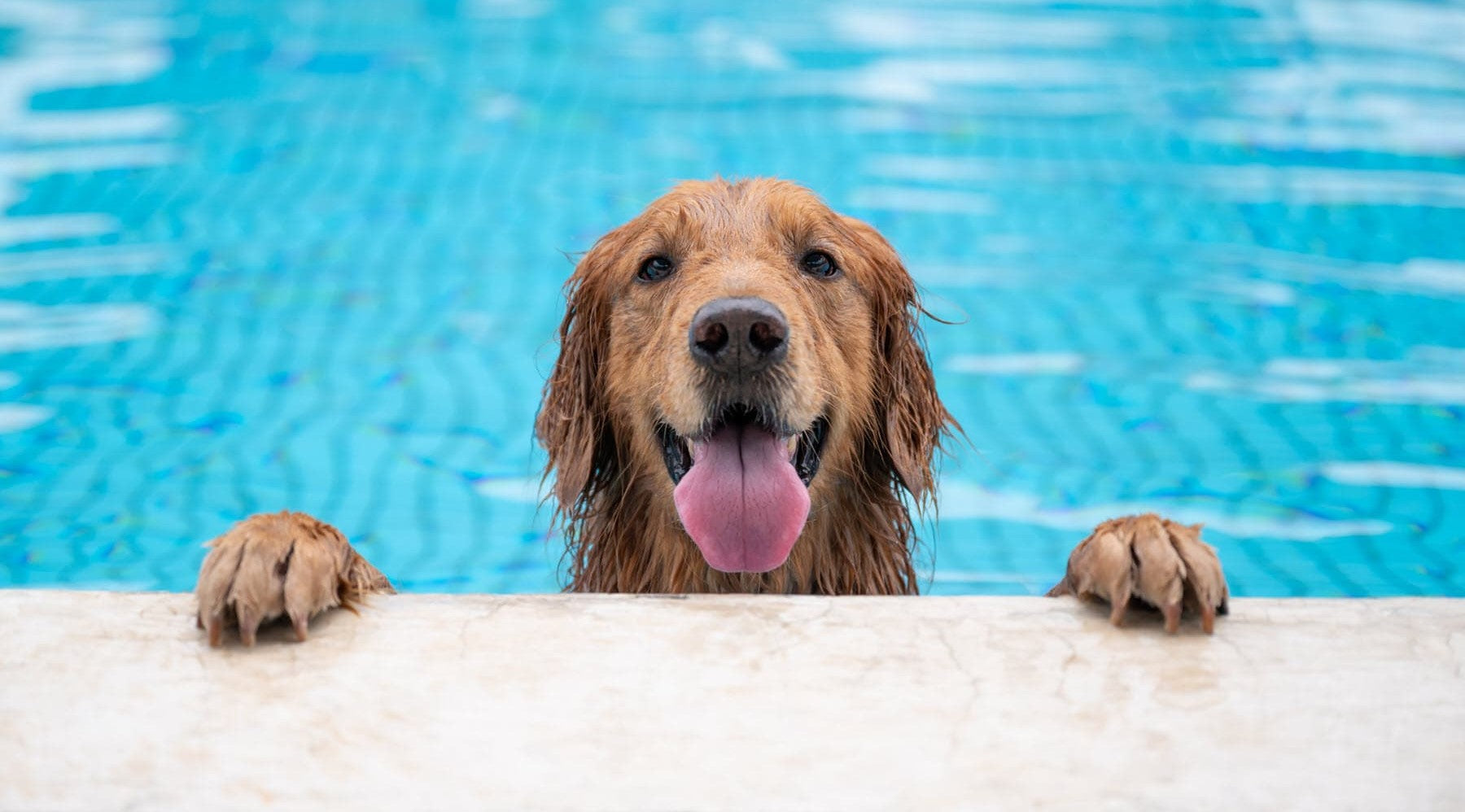 Keeping your Dog Safe this Summer