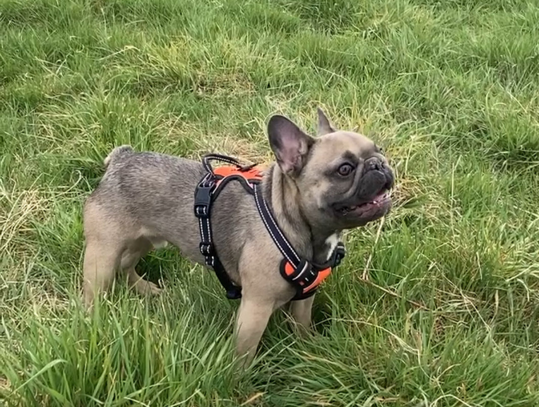 French Bulldog eating grass