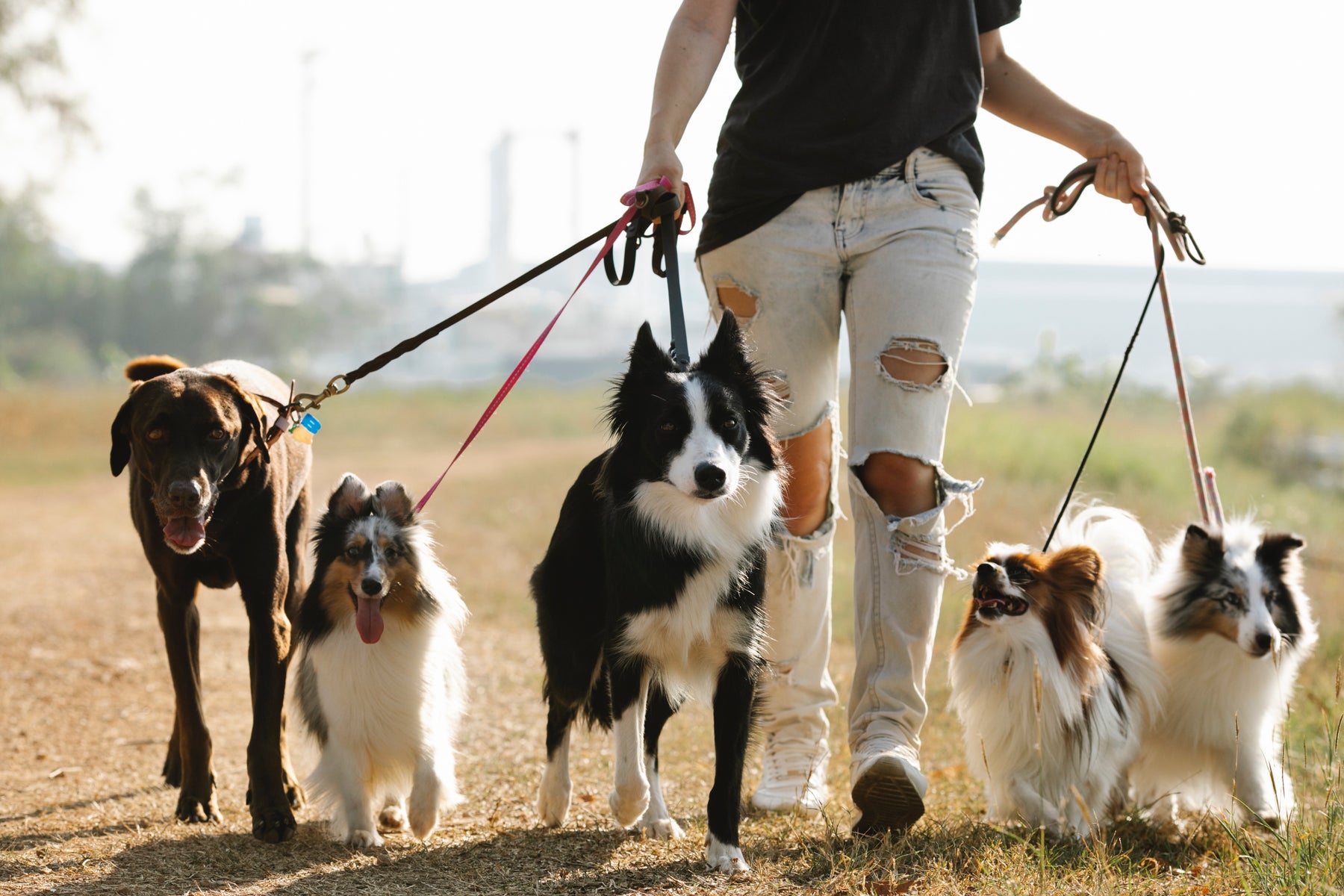 Eight Essential Tips for Being a Responsible Dog Owner