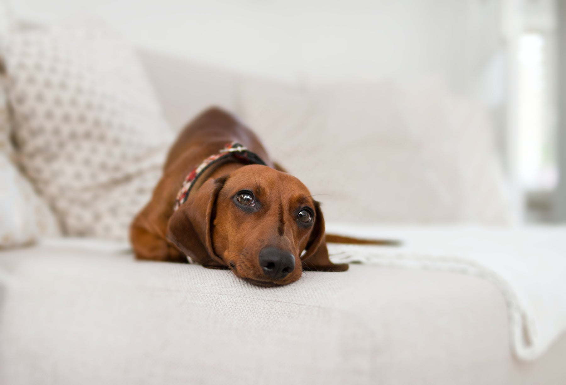 5 Ways to Keep Your Dog Safe During Fireworks