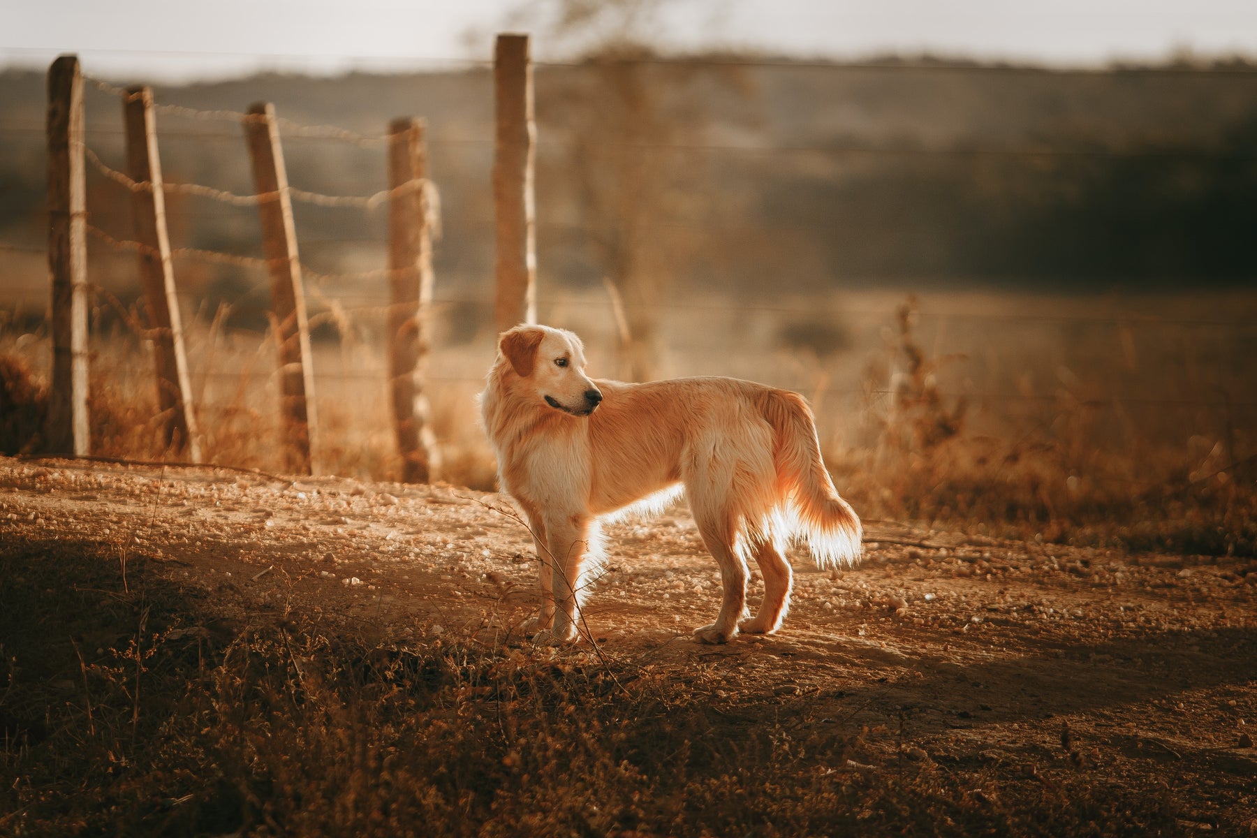 Golden retriever dog looking into the distance
