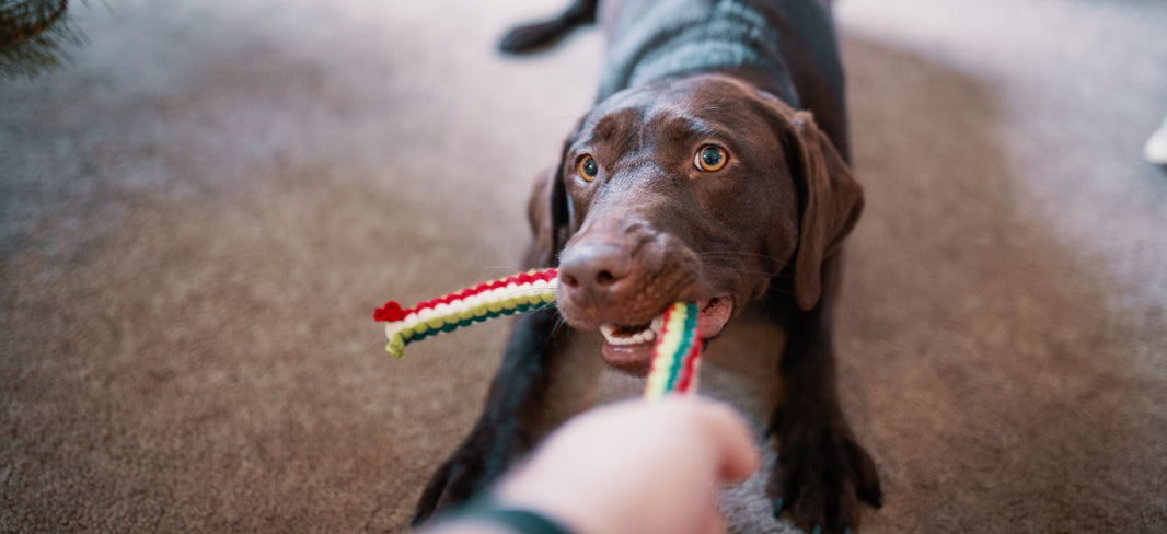 10 Paw-sitively Paw-some Ways to Stimulate Your Dog