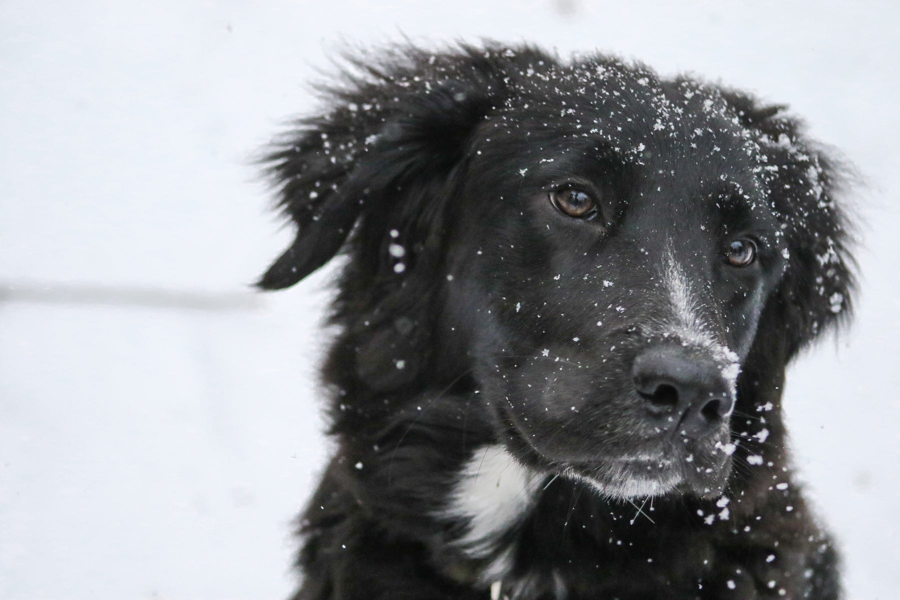 Keeping Your Dog Safe and Warm in Winter