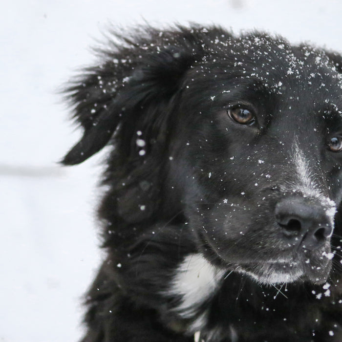 Keeping Your Dog Safe and Warm in Winter