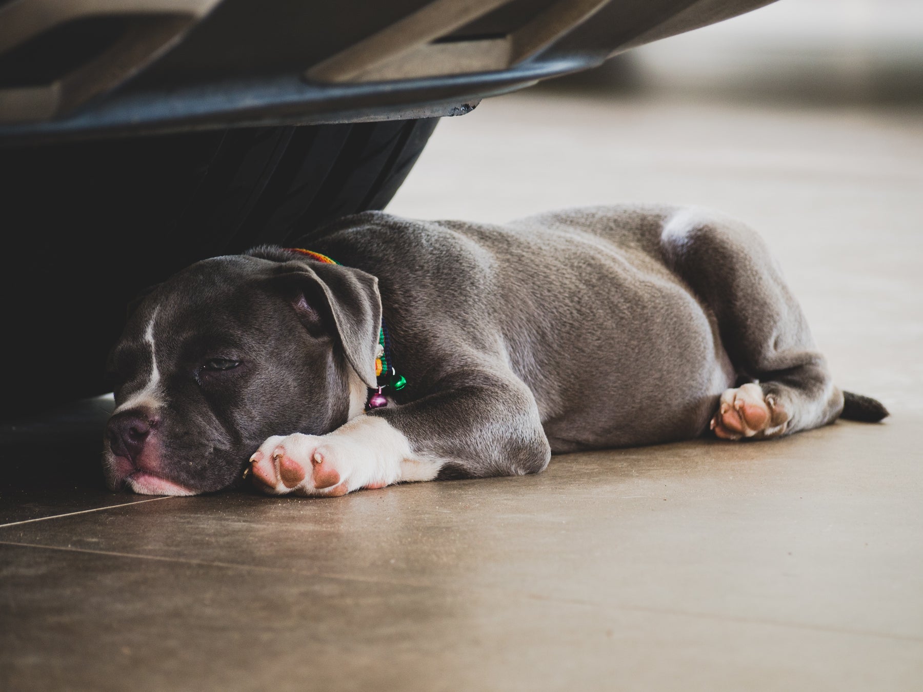 Why do Dogs sleep so much?