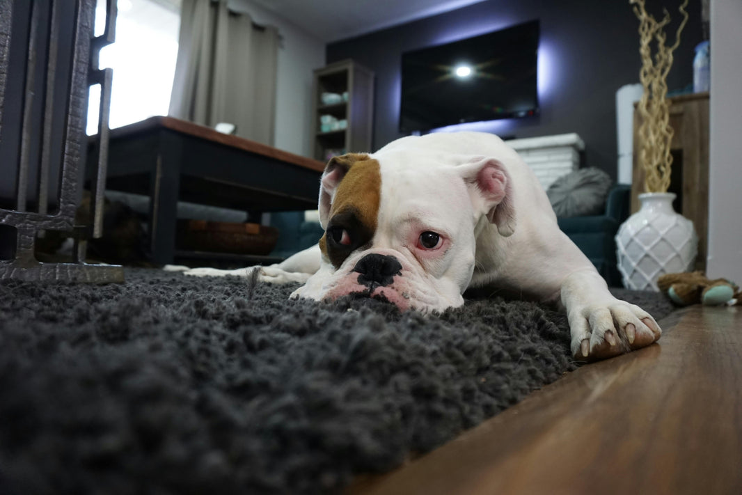 How to Address Separation Anxiety in Dogs