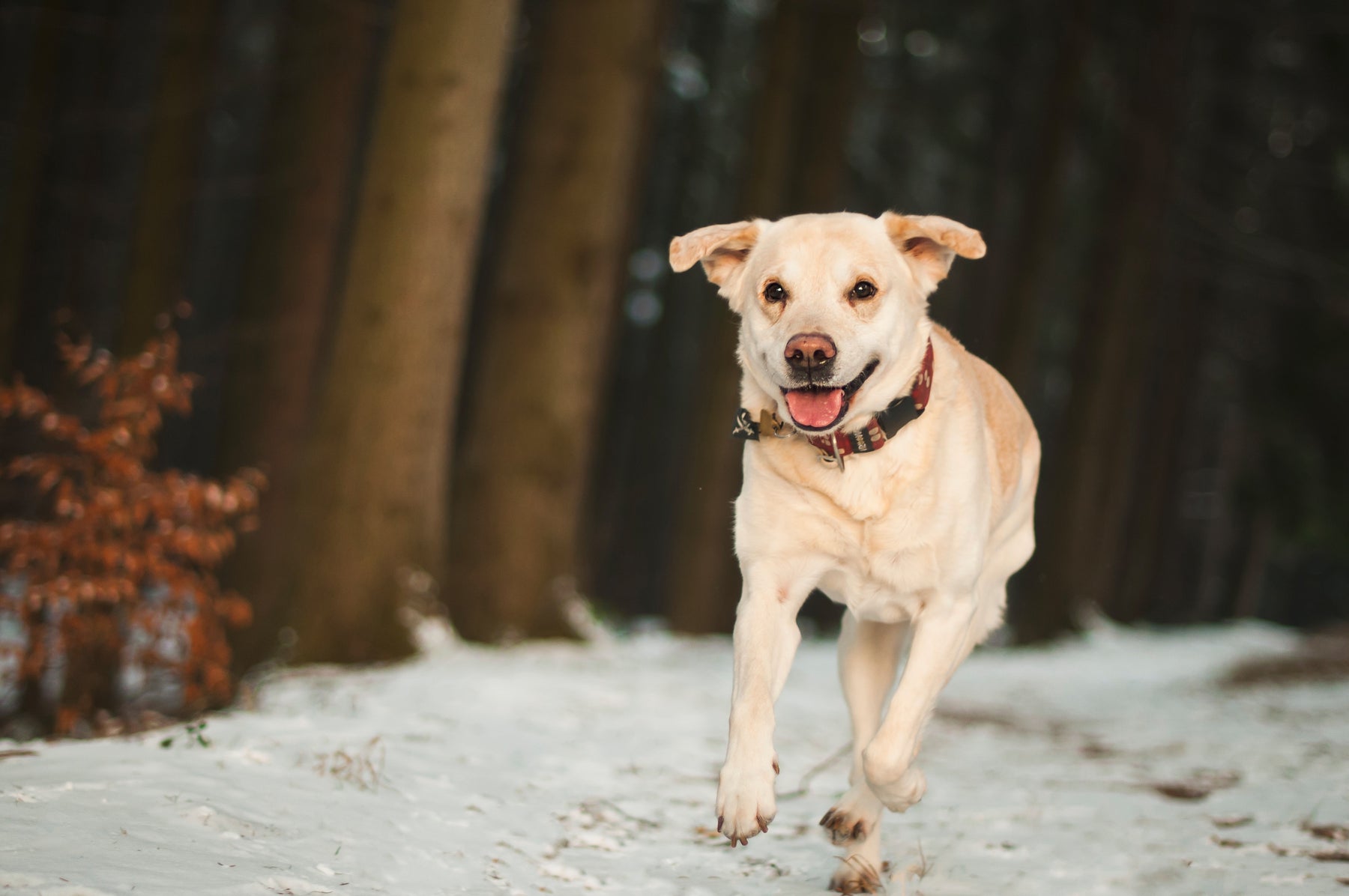 Keeping Your Dog Safe in Winter