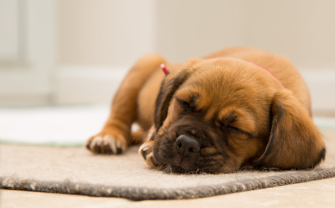 Tips to help your Puppy to Sleep the Night
