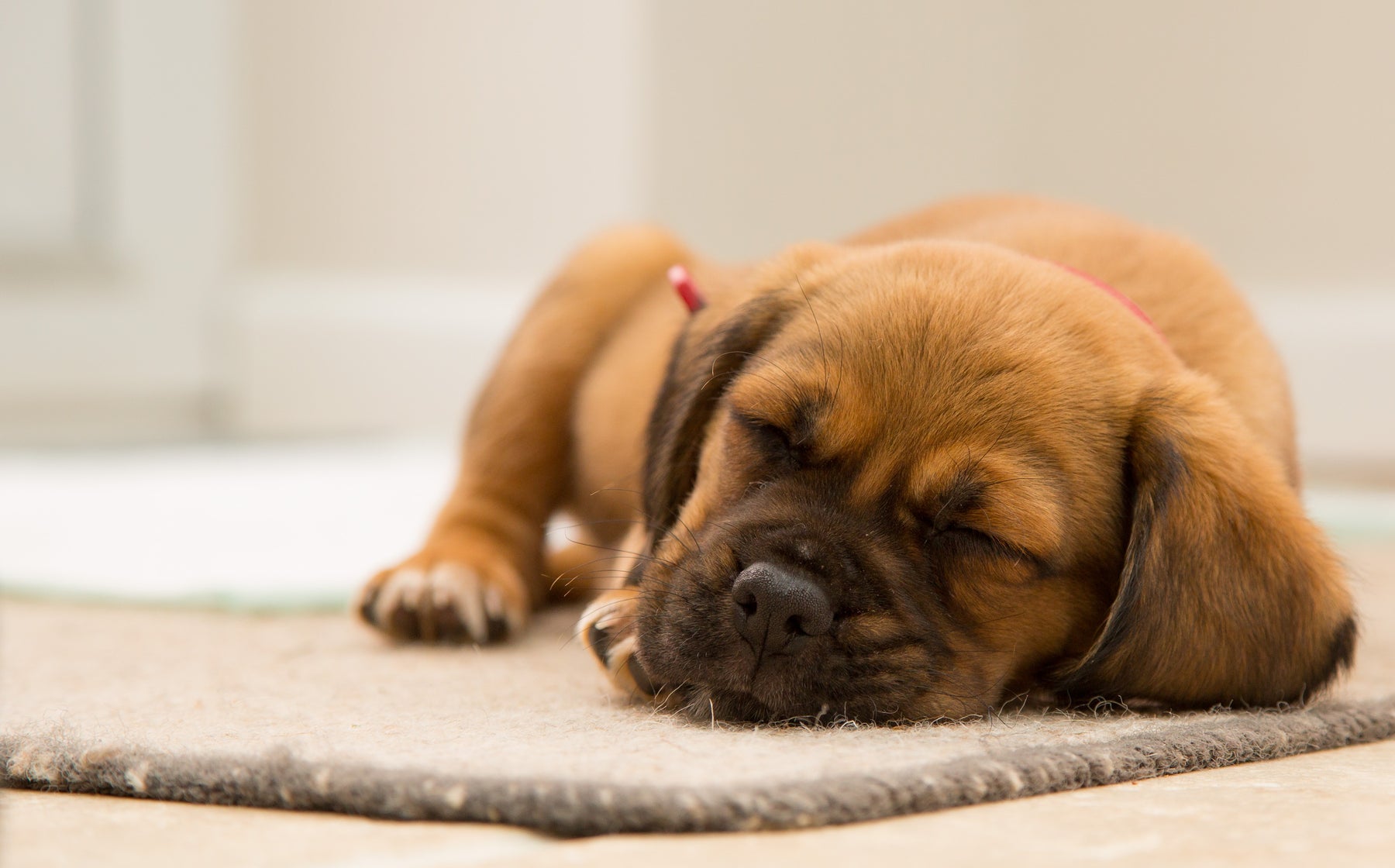 Tips to help your Puppy to Sleep the Night