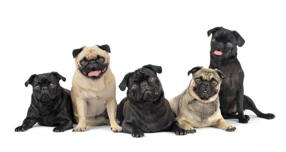 A group of healthy Pugs