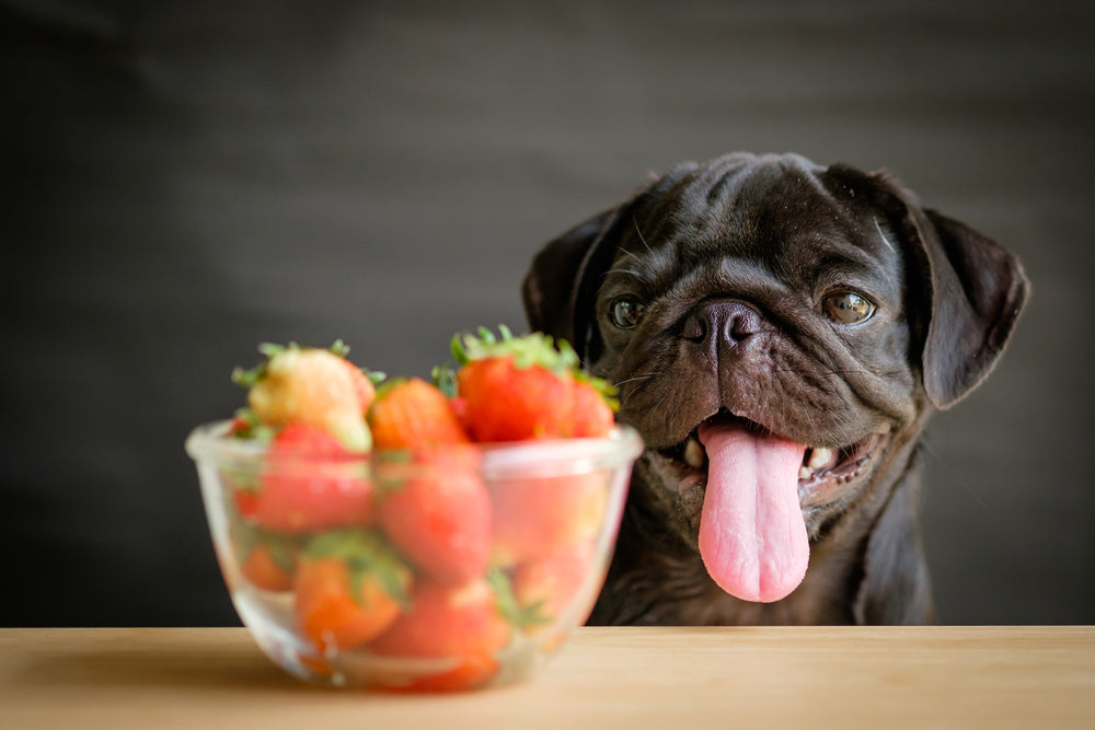 Pug with Strawberries