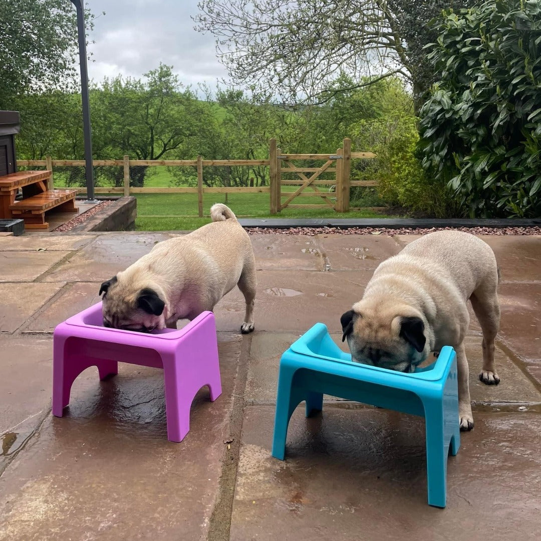Dog trough discount